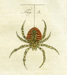 Illustration av en spindel, 1790 (handfärgad gravyr)